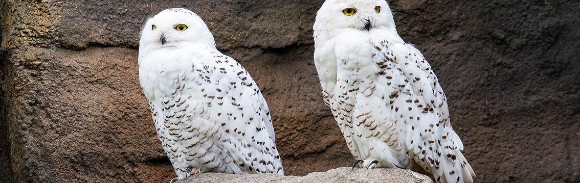 Snowy Owl