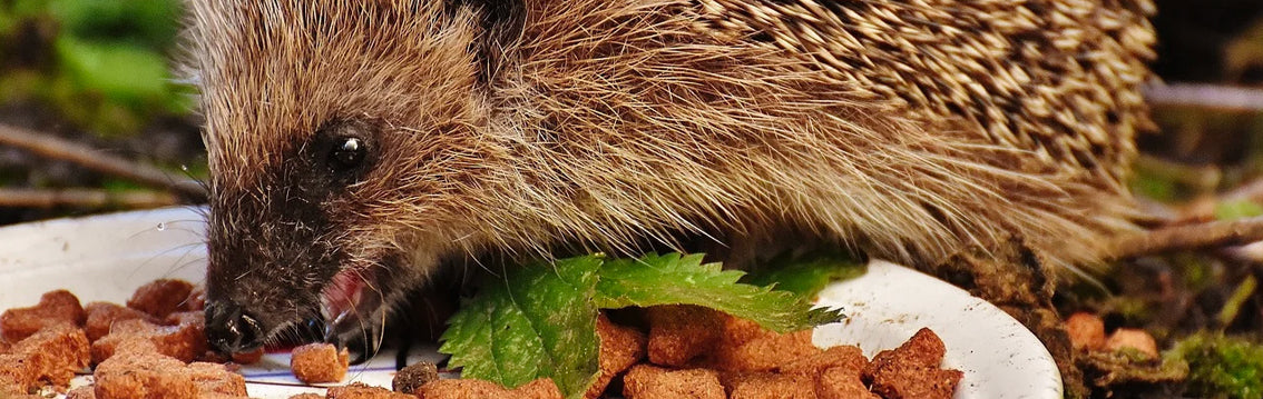 When to help a hedgehog