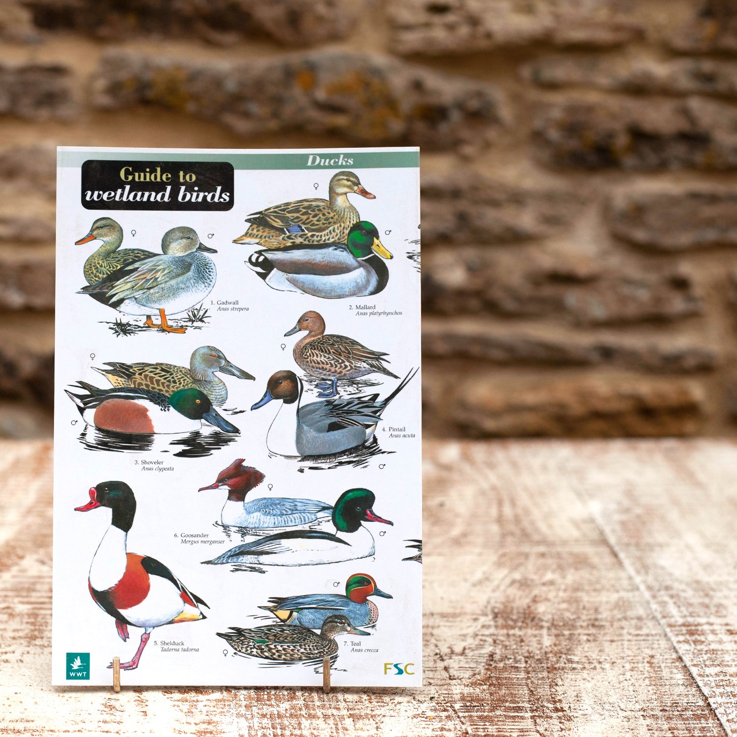 Field Guide - Wetland Birds | Wildlife World