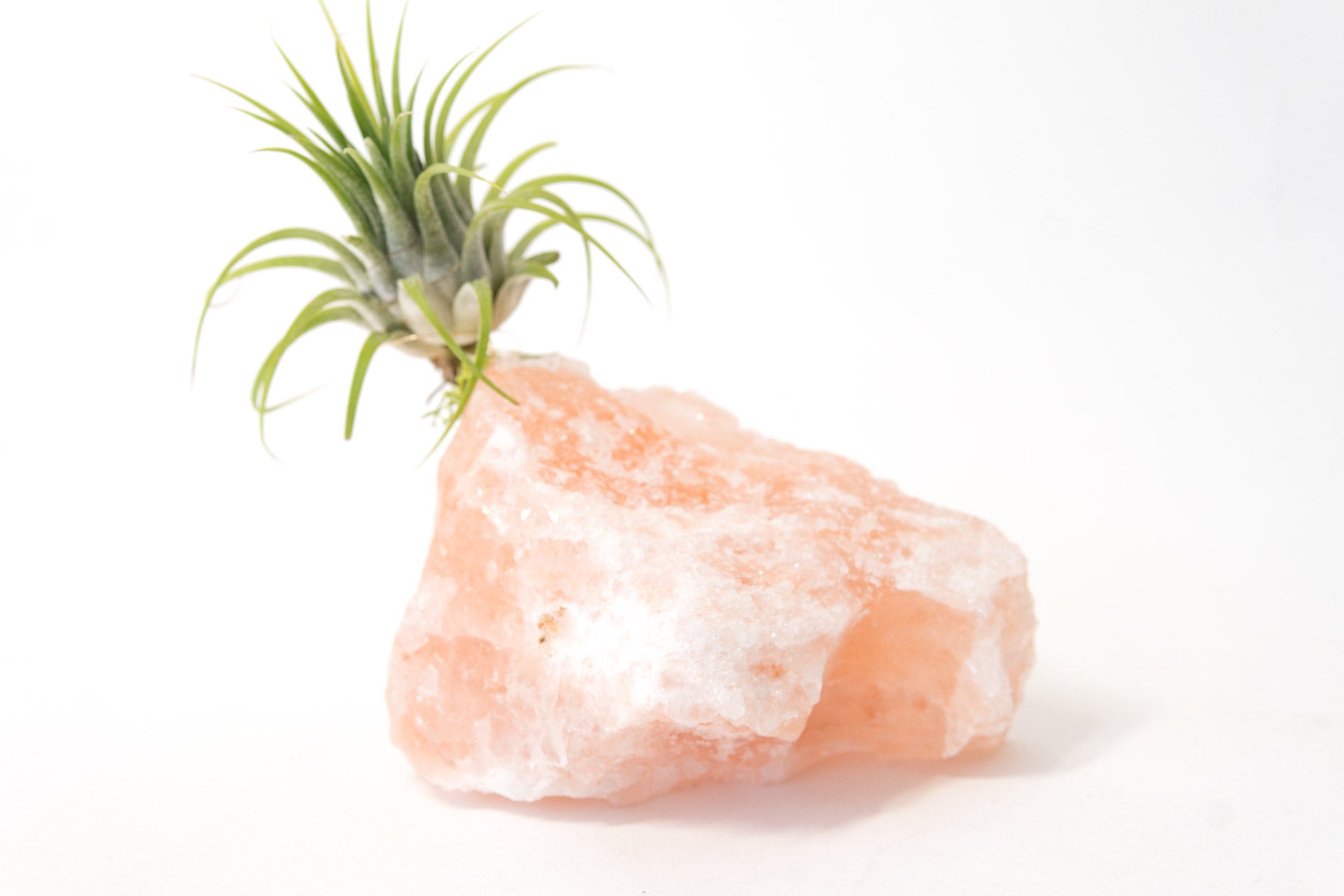 himalayan pink salt for plants