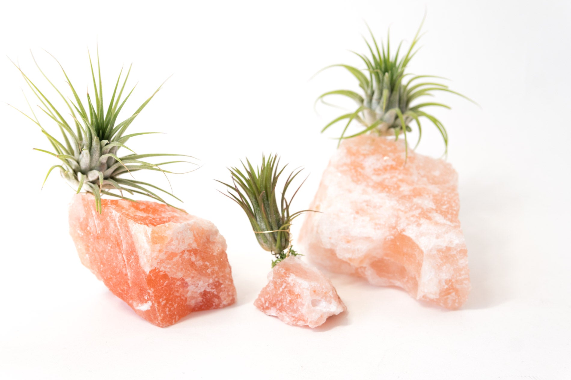 himalayan pink salt for plants