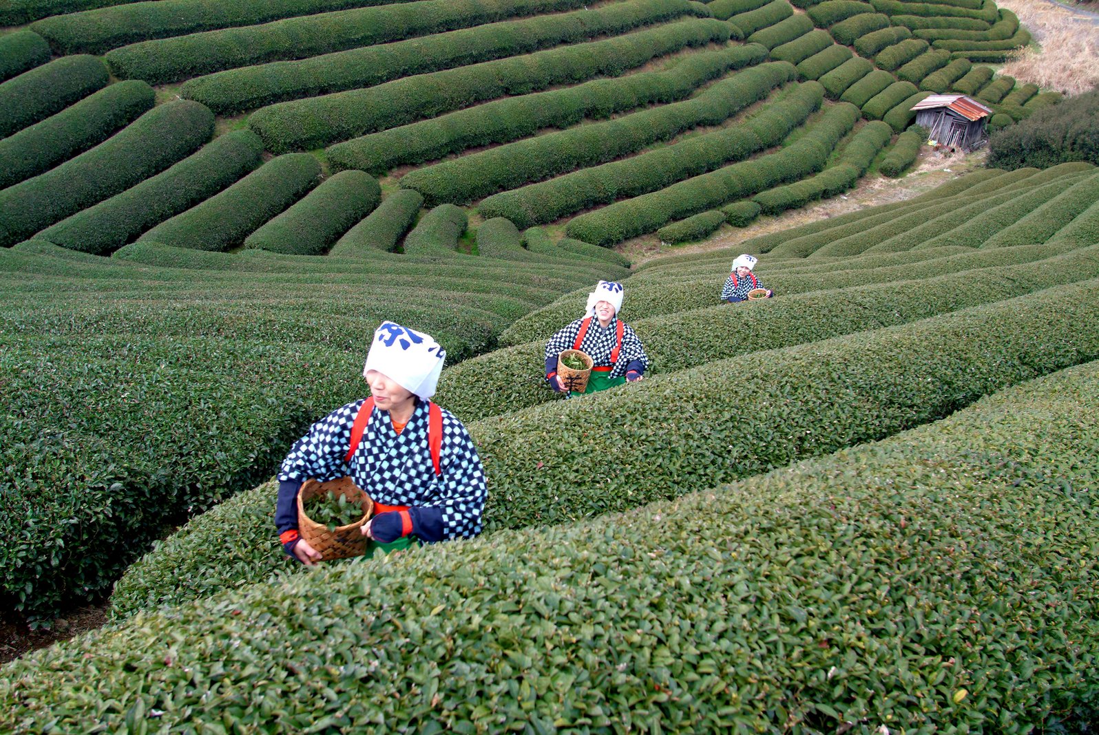 Mighty Matcha Tea Picking Uji, Japan