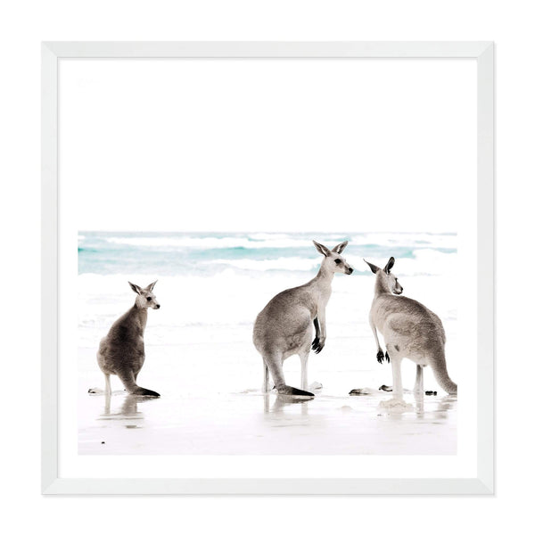 Buy Beach Kangaroo Photo Art Print