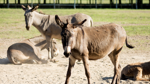 Donkey Milk Products and Milk