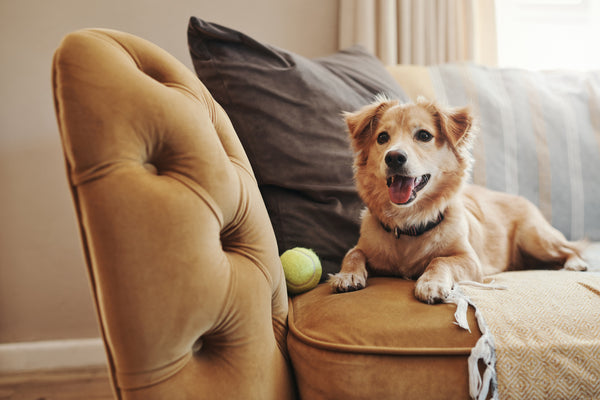 A dog playing with a ball on the sofa with tips on how to improve air quality in home