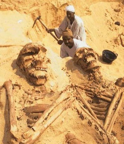 : Skeleton structures obtained in the Egypt with diggers