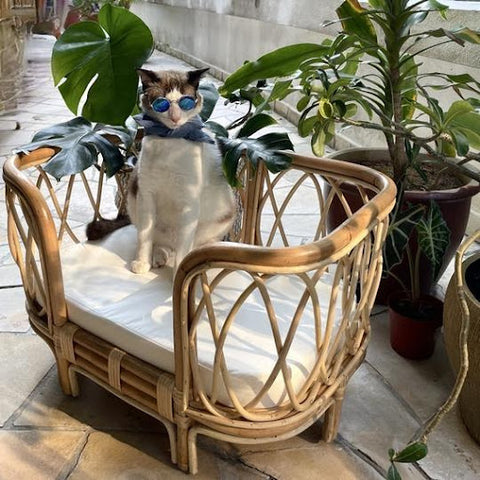 pet bed made of rattan