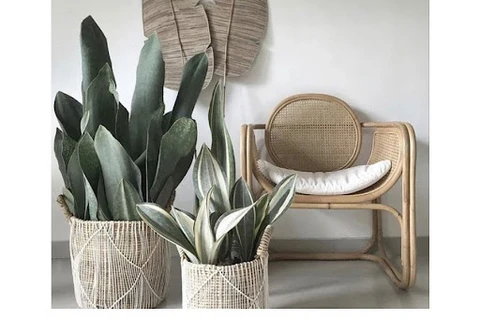 A natural rattan chair with a white cushion placed beside two plants in large rattan pots