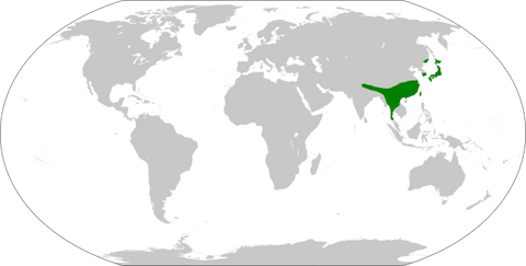 Natürliches Verbreitungsgebiet von Vespa Mandarinia