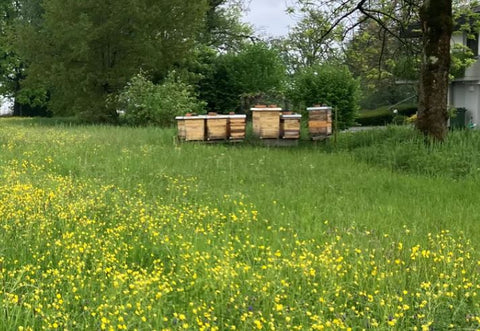 Bienenstand der Imkerei Arnet Scherrer in Cham