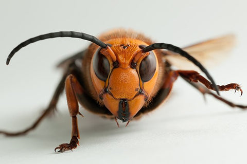 Male of Japanese giant hornet, Vespa mandarinia japonica