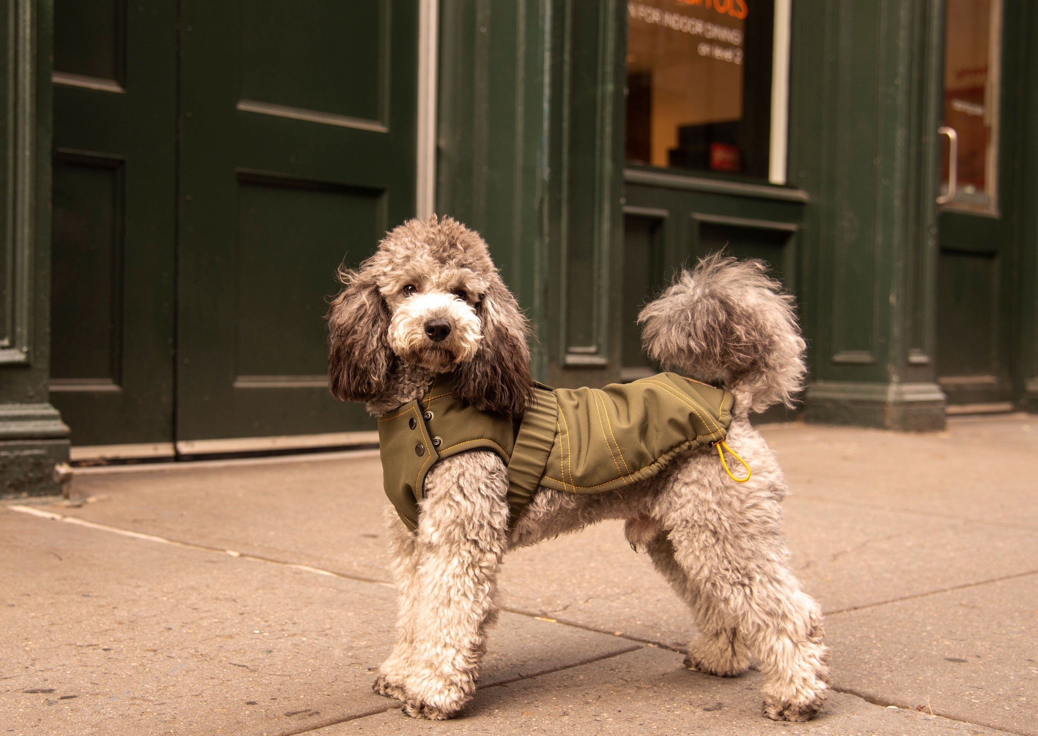 Bee Winter Coat - Olive – Kizzou