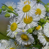 Chamomile