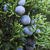 Juniperus Communis (Juniper) Fruit Oil