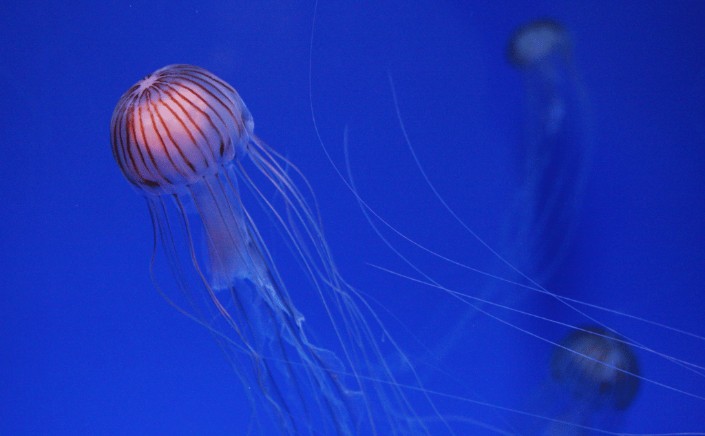 jellyfish