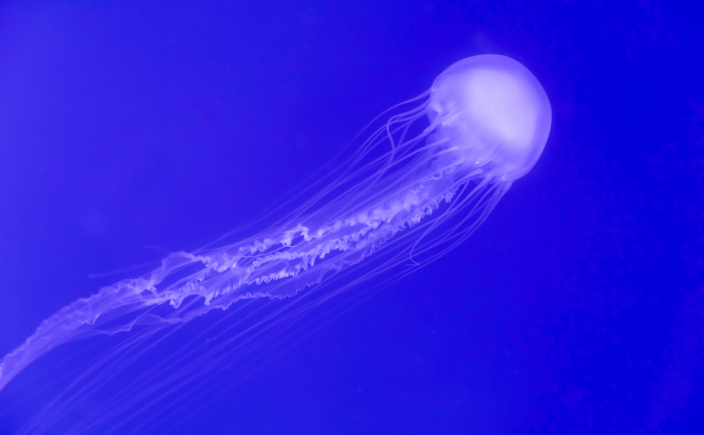 jellyfish