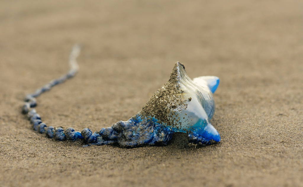 jellyfish