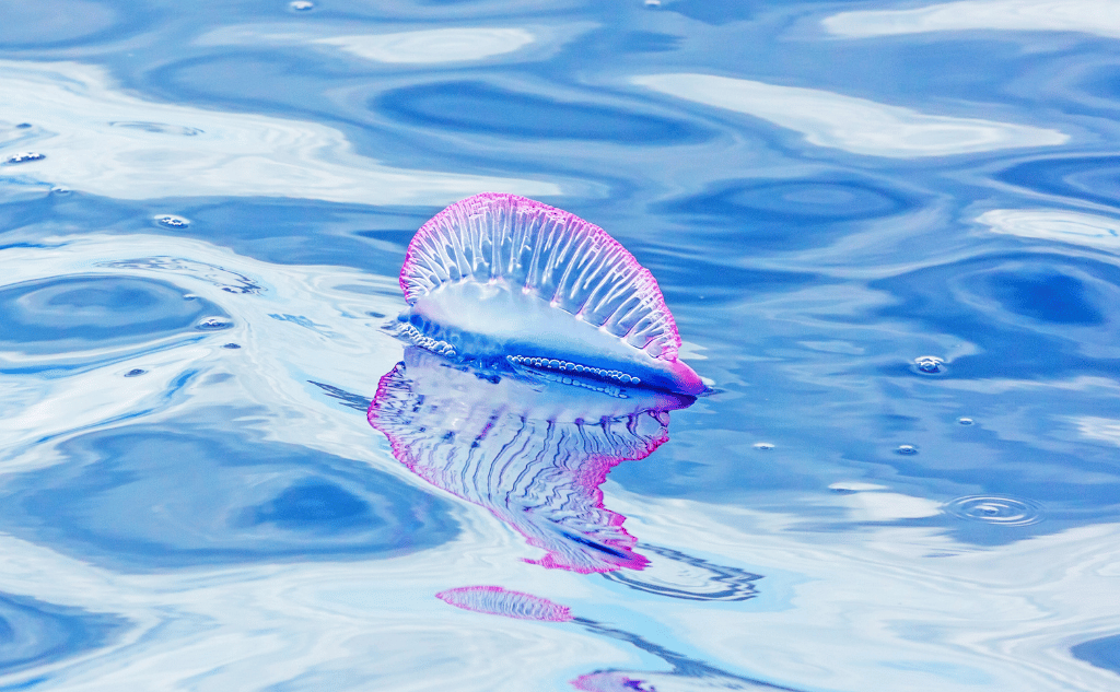 jellyfish