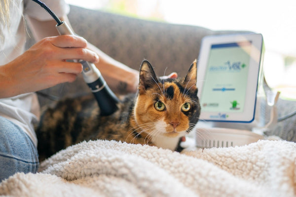 Laser therapy for cats and dogs - Pandosy Village Veterinary Hospital - Kelowna BC - cold laser for pets