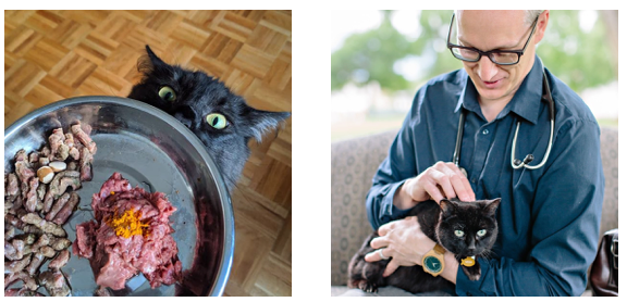 Dr. Jason Rowan cat nutrition