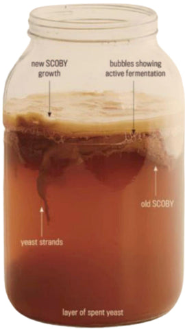 Fermentação a partir do SCOBY