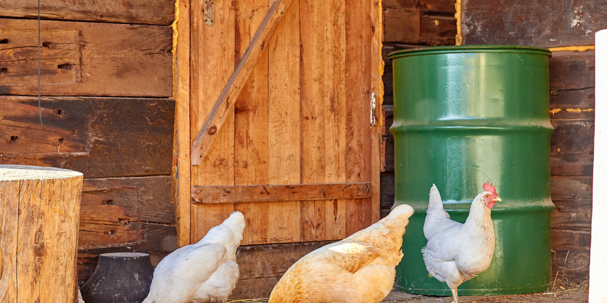 Intens Lot verlies uzelf Automatisch kippenluikje | De Thuisboerderij
