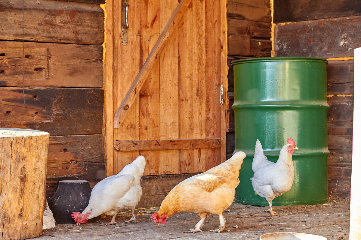 Automatisch kippenluikje | Thuisboerderij