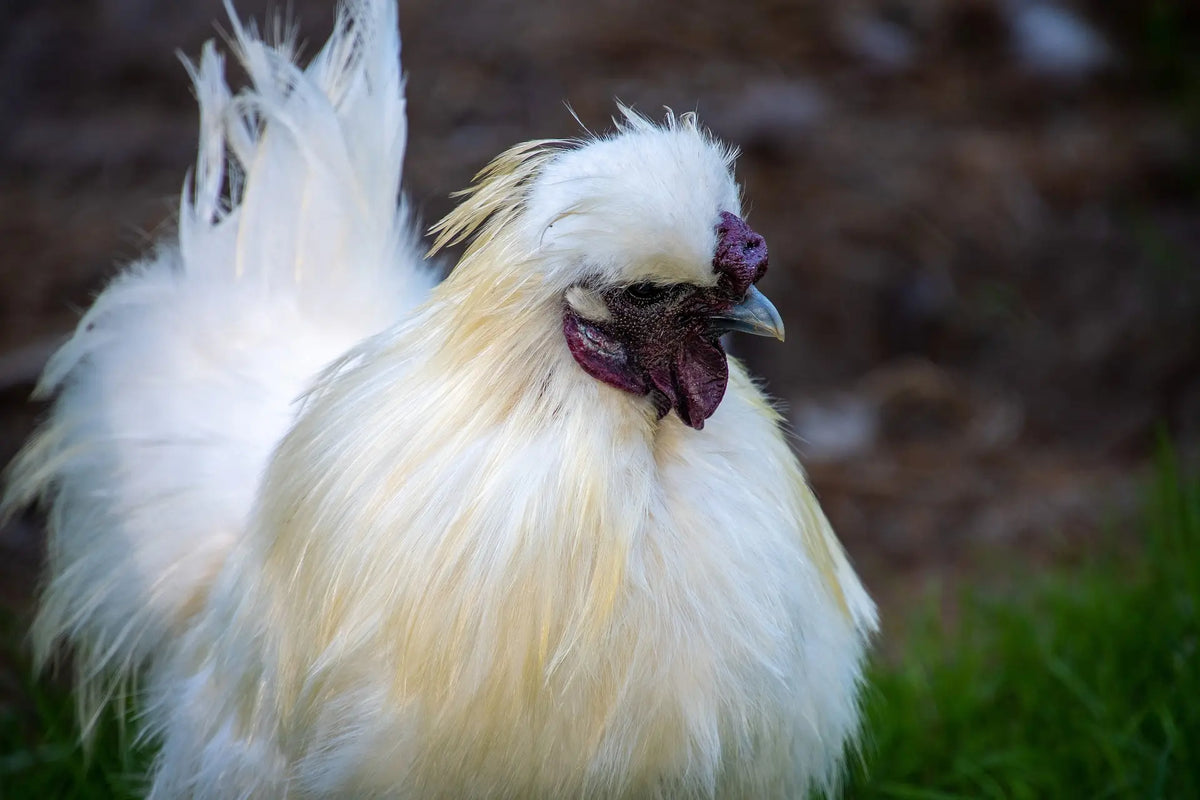 trimmen moeilijk Creatie Leuke kleine kippenrassen voor in de tuin | De Thuisboerderij