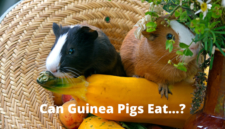 what can guinea pigs eat list