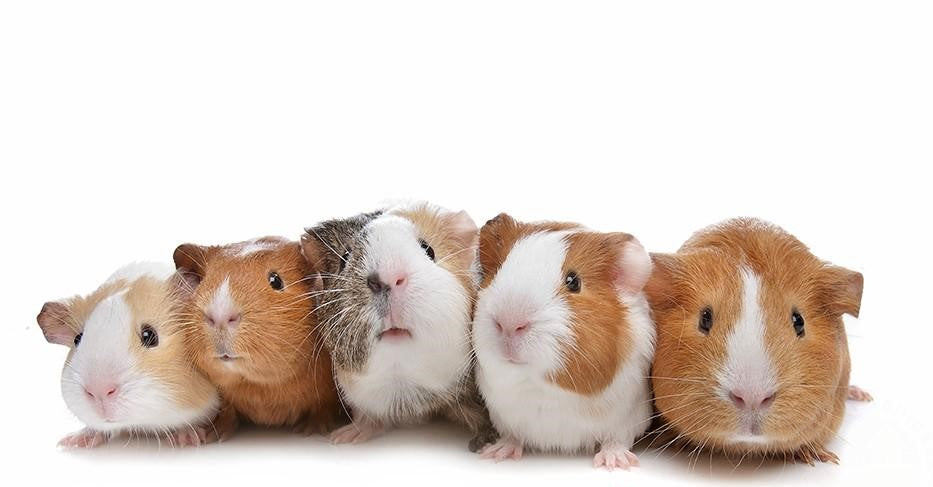 female baby guinea pigs for sale near me