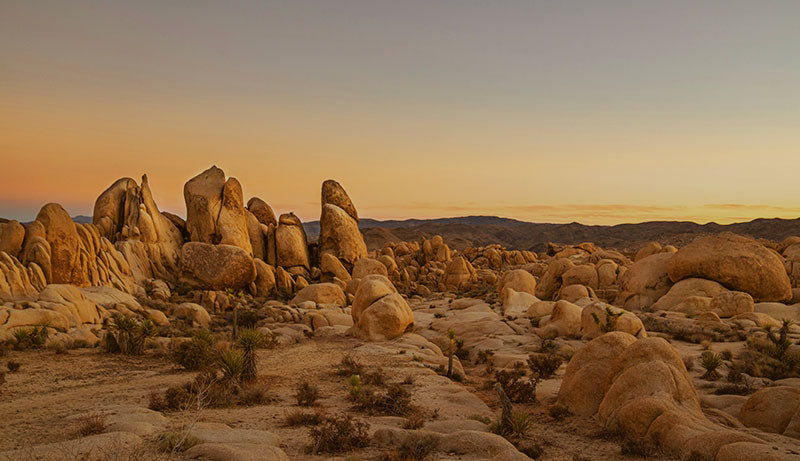 JoshuaTree_Button_800x465.jpg__PID:14cb6222-6085-4236-929e-c22657a54ada