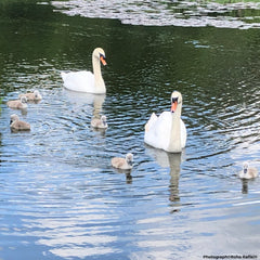 Two swans and their signets