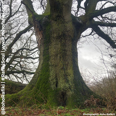 great oak tree
