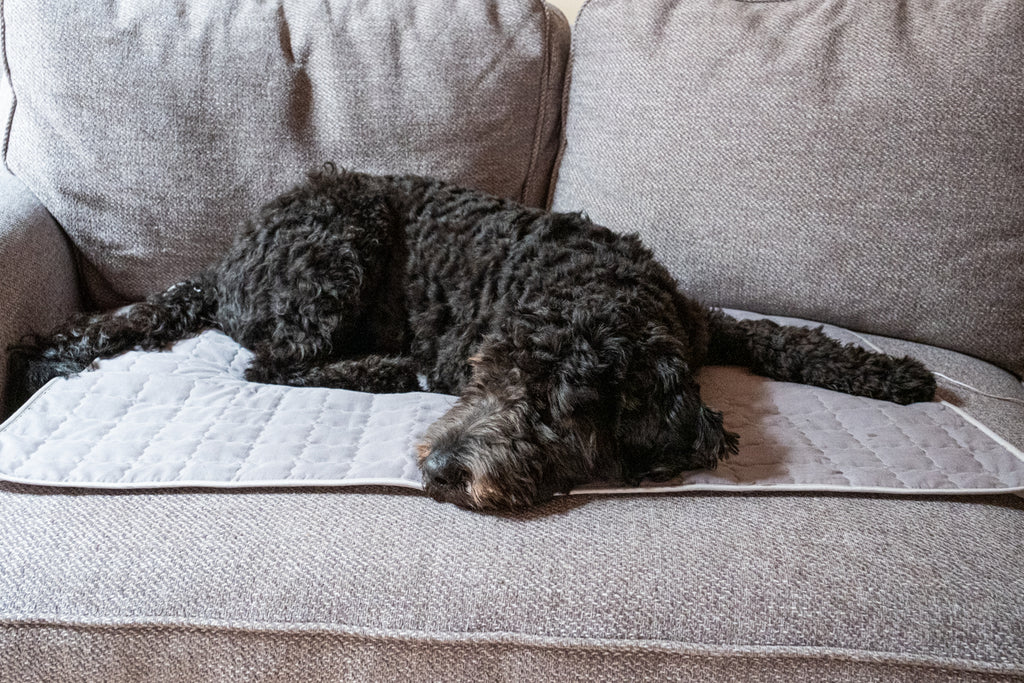 black golden doodle laying on a couch on an earthing pad