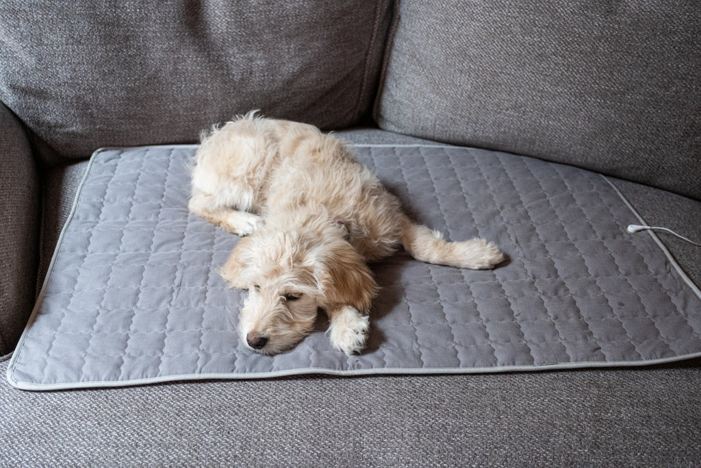 Golden doodle puppy laying on a couch on an earthing mat