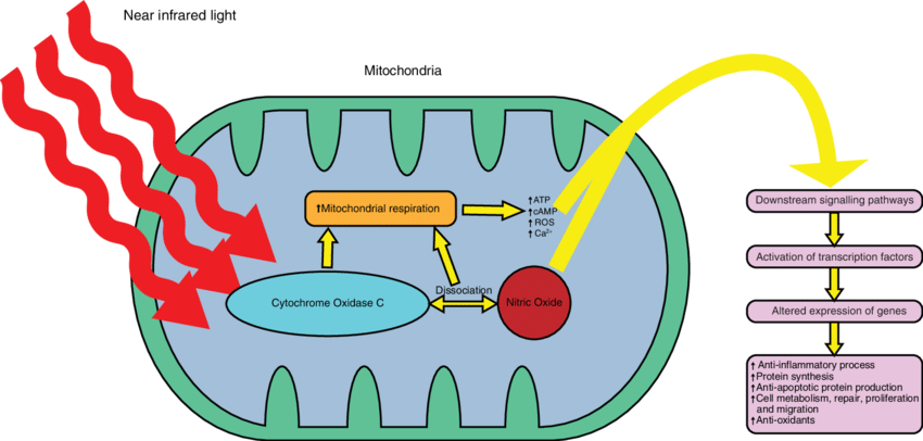 Effekt der Photobiomodulation auf Mitochondrien