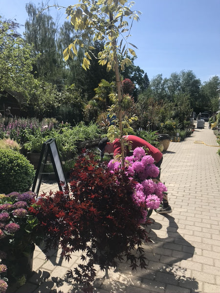 Besøg på aldershvile planteskole