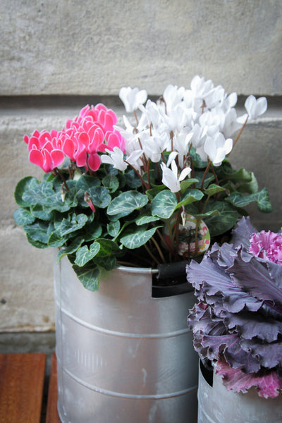 5 efterårsblomster pynter på din altan i kolde måneder