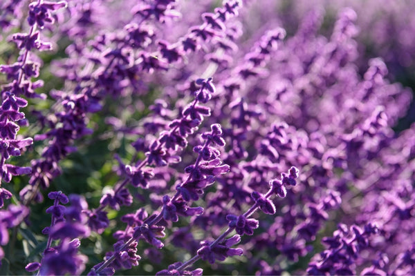 Lavendel