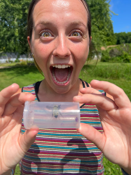 Zim finds a Bombus fervidus, which she identified and released.