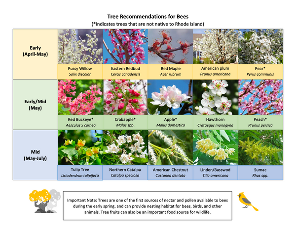 Graphic of suggested trees to plant to help bees.