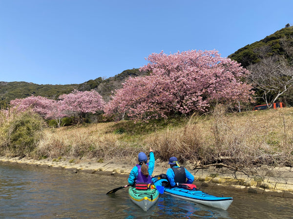 咲いてますよ♪ 河津桜の桜並木に到着！満開です！