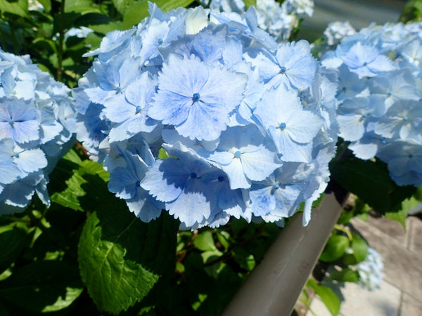 綺麗な紫陽花