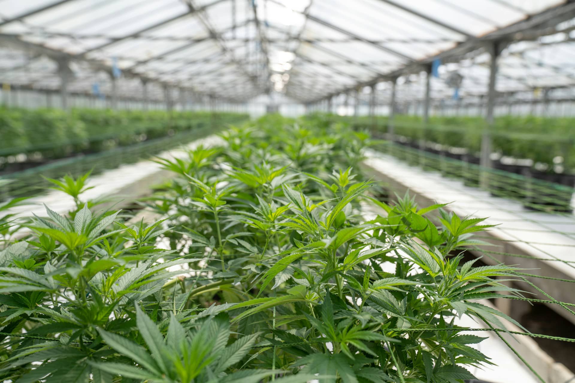 A greenhouse filled with cannabis