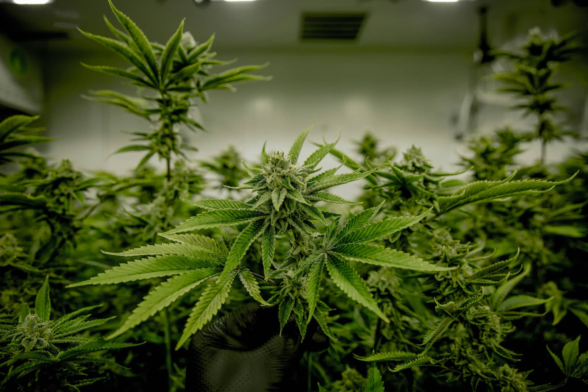 A grow room with cannabis
