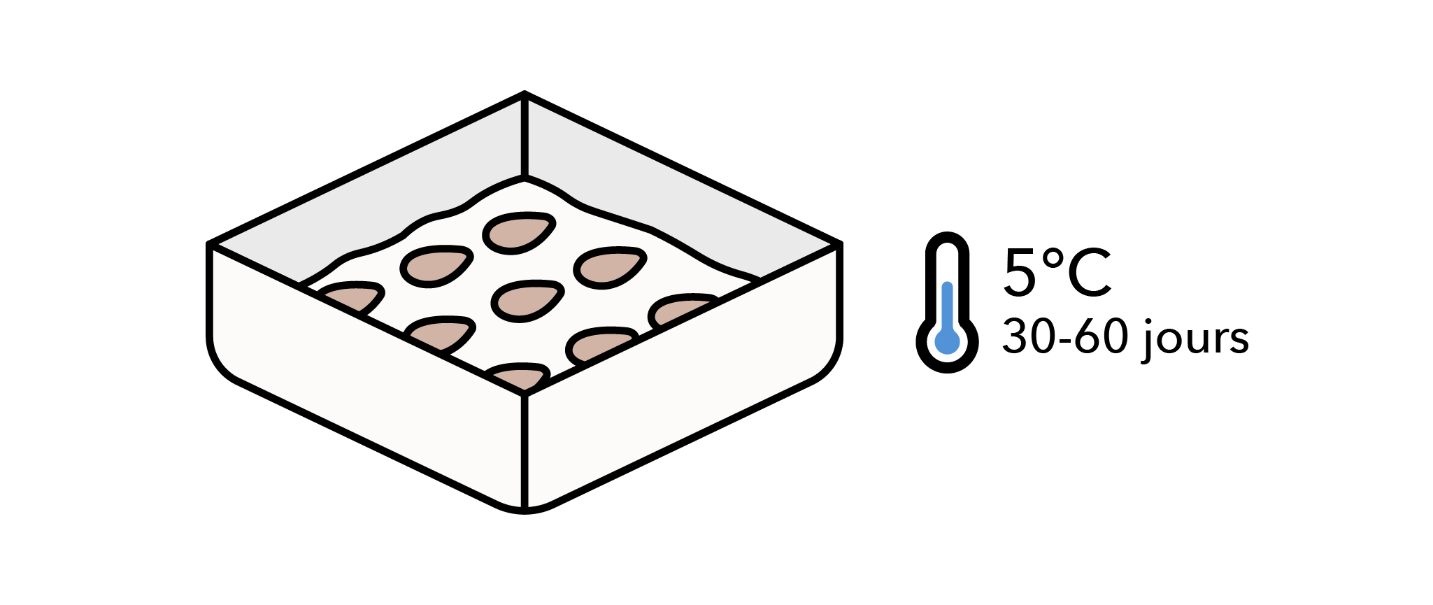 Illustration de la stratification des graines d'asclépiade