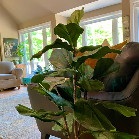 Fiddle Fig 