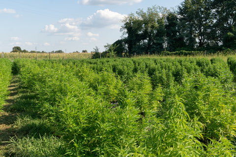 hemp field