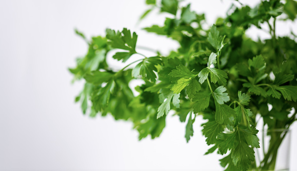 Parsley Plant