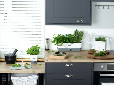 modern kitchen area with herbs